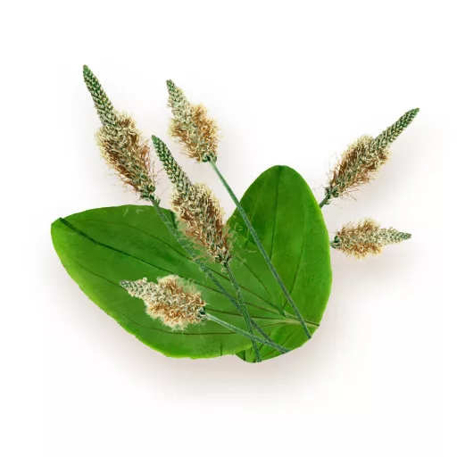 BioMenü bio Jitrocelové Slupky kapsle 60 db surovina