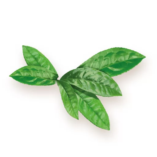 BioMenü bio Matcha Čaj kapsle 60 ks surovina