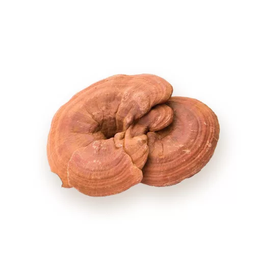 BioMenü bio Ganoderma houba kapsule 60 ks surovina