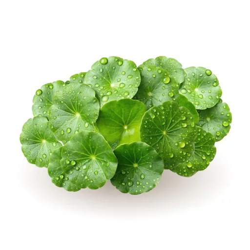 Caleido Gotu Kola extrakt kapsle 60 ks surovina