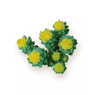 Caleido Rhodiola Rosea extrakt kapsle 60 ks obrázek produktu