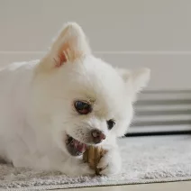 Psí pamlsek s houbami maitake pro posílení imunity a péči o zuby