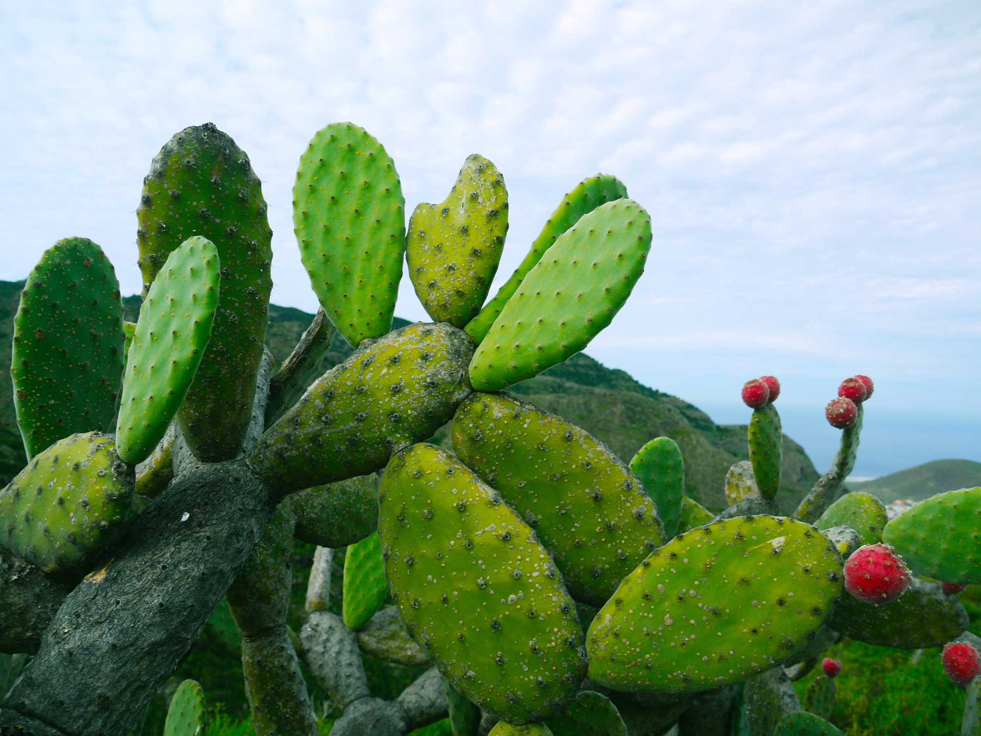 Křovina vepřového kaktusu