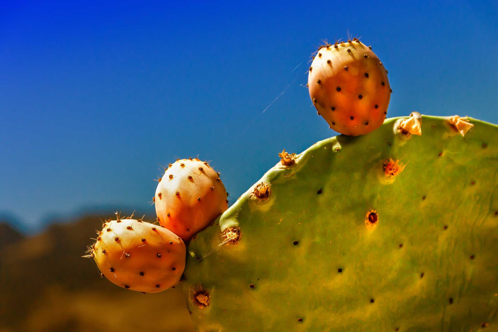 ovoce vepřového kaktusu