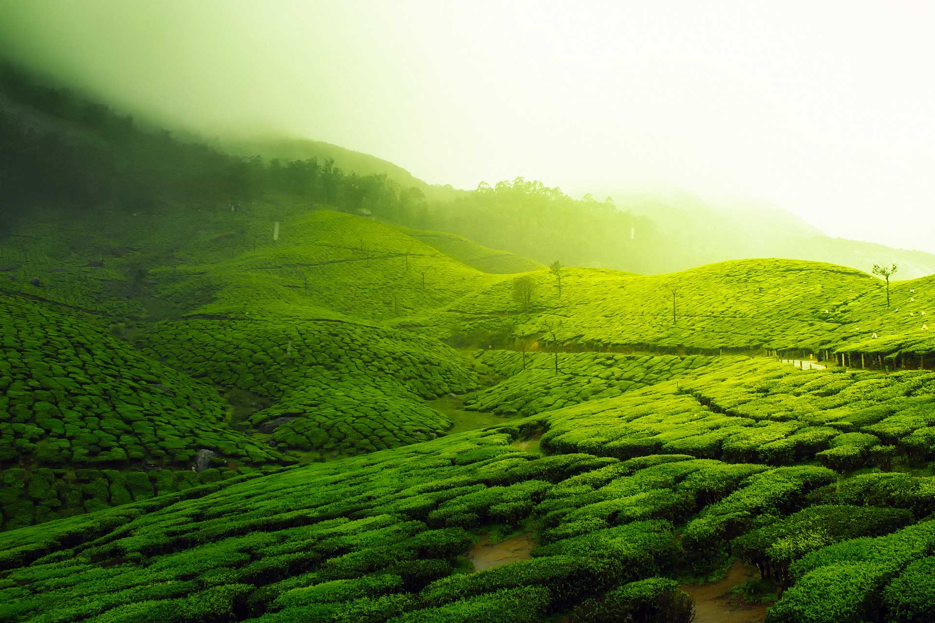 plantáž zeleného čaje