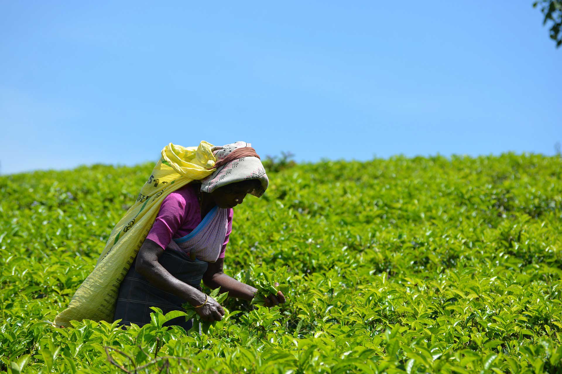 sklizeň zeleného čaje