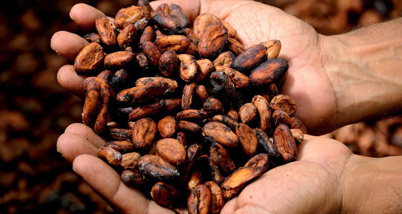 Kakaové boby